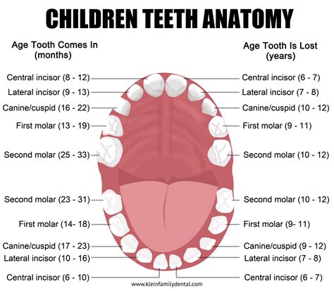 first and second molars|Teeth names: Diagram, types, and functions.